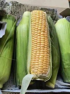 トウモロコシ 箱込み約1.2Kg写真の現品 とうもろこし 新鮮野菜のサムネイル