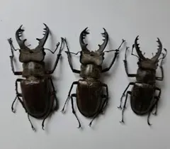 2025年最新】ミヤマクワガタ 標本の人気アイテム - メルカリ