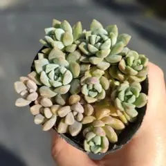 多肉植物 プロリフェラ① 抜き苗 - メルカリ