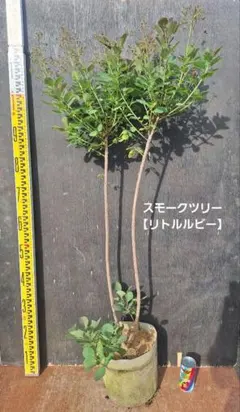 超希少✨数限定✨アメリカハナズオウ 【ルビーフォールズ】大苗　鉢付き　現品発送 超希少✨アメリカハナズオウ 【ルビーフォールズ】現品発送 - メルカリ