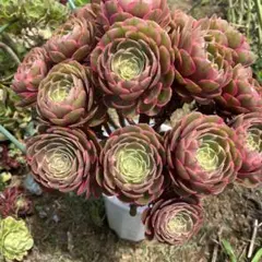 多肉植物。ピンクモンキー錦抜き苗18頭 - メルカリ