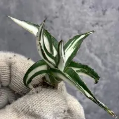 2025年最新】アガベ 氷山の人気アイテム - メルカリ