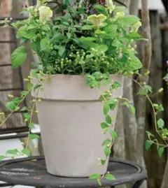 2025年最新】ウィッチフォード鉢の人気アイテム - メルカリ