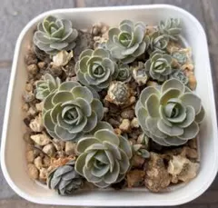 くまきち様 リクエスト 2点 まとめ商品