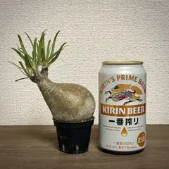 パキポディウム　グラキリス現地球発根後1年経過（鉢　沼野秀章） 2025年最新】グラキリス 現地球の人気アイテム - メルカリ