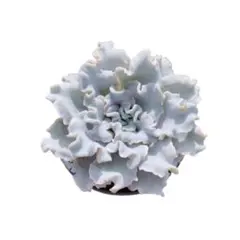 2025年最新】クリスペートビューティの人気アイテム - メルカリ