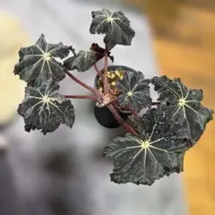 希少 Begonia rockii 原種 ベゴニア ロッキー - メルカリ