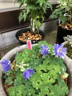 山野草　菊咲きミヤマオダマキ　20粒