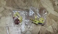 未開封 チョコサプ さるくん きりんちゃん　たべっ子どうぶつ THE MOVIE