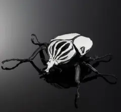 2025年最新】ゴライアス 標本の人気アイテム - メルカリ