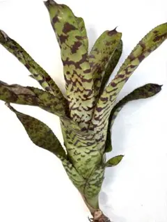 エクメア・フォステリアナ　Aechmea　fosteriana -4のサムネイル