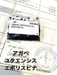 2025年最新】エボリスピナ の人気アイテム - メルカリ