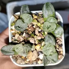 A*y様 ハオルチア　コクリコ嬢　ランダム一株