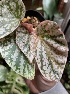 2026年最新】ベゴニアスノーキャップの人気アイテム - メルカリ