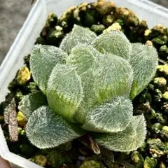 2026年最新】ハオルチア ハオルチアの人気アイテム - メルカリ