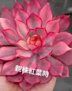多肉植物 錦 ピンクブロリー錦 カット苗 - メルカリ