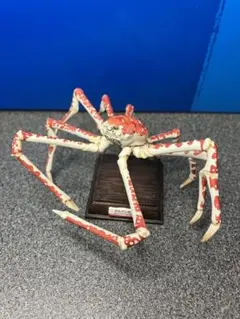 ネイチャーテクニカラー タカアシガニ フィギュア 海遊館ミュージアム 奇譚クラブ Amazon | ネイチャーテクニカラー 海遊館ミュージアム