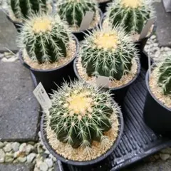 金鯱 5号 サボテン キンシャチ ロックガーデン ドライガーデン 逸品 観葉植物