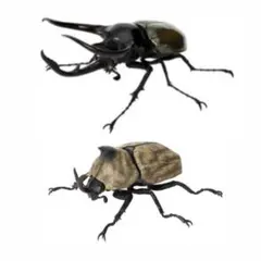 いきもの大図鑑　かぶとむし10 コーカサスオオカブト　サビイロカブト　セット