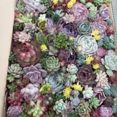 ①多肉植物カット苗詰め合わせ　寄せ植えセット　セダム