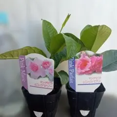 マンデビラ 八重咲き 2種