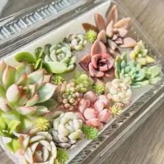 NEW❗️ 【レア種】花火入り　多肉植物詰め合わせ　多肉植物カット　多肉弁当❣️
