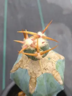 2025年最新】エキノカクタス 翠平丸の人気アイテム - メルカリ