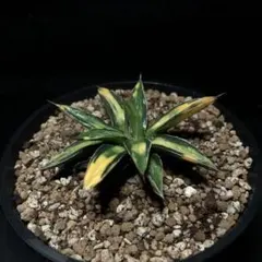 アガベ　笹の雪　サンキング　大株　美発色株 また笹の雪です サンキング など | つべるふブログ 多肉生活 2021〜