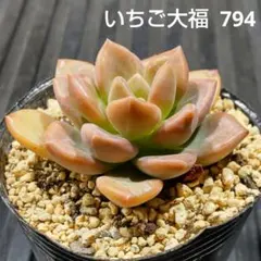 いちご大福 794 エケベリア 多肉植物 抜き苗