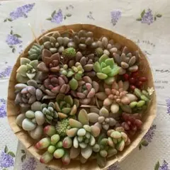 多肉植物カット苗いろいろ種類詰め合わせ 寄せ植えセット　①