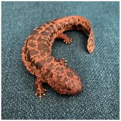 オオサンショウウオ マグネット ネイチャーテクニカラー ガチャガチャ