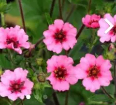 宿根草ポテンティラヘレンジェーン　100粒以上ラズベリーピンクの可愛いお花です
