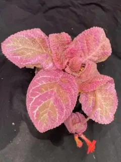 みゆき様専用エピスシア クプレアタ クレオパトラ 子株 EPISCIA - メルカリ