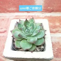 umi様ご依頼分 柘榴姫 ざくろひめ 多肉 エケベリア
