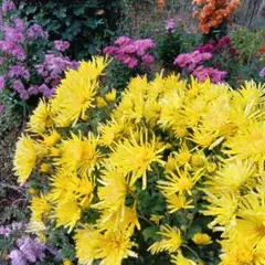 2025年最新】食用菊の人気アイテム - メルカリ