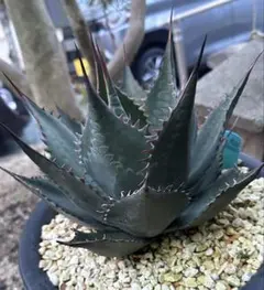 2026年最新】シャウィ アガベの人気アイテム - メルカリ