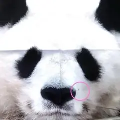 B品 約45×45cm 王子動物園のあの子似たカバー