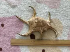 カミナリサザエ Bolma girgyllus クリーム＆ドット模様 貝殻標本