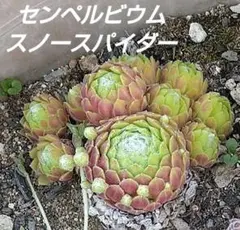 Snow Spider （2） Sempervivum センペルビブム - メルカリ
