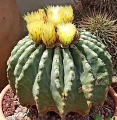 k*n様 オークション　サボテン　フェロカクタス　王冠竜錦　実生 フェロカクタス 王冠竜 錦（斑入り）実生 #11 - メルカリ