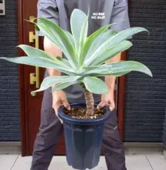 2025年最新】アガベ アテナータの人気アイテム - メルカリ