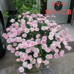 Ꮇikomam ✤プロフ必読✤様 リクエスト 2点 まとめ商品