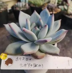 エレガンスラパス×中里リンゼアナ札付きポットごとメルカリ便ルイパパ