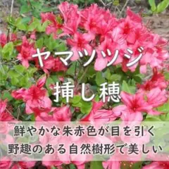 2025年最新】ヤマツツジの人気アイテム - メルカリ