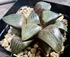 Katsu様 リクエスト 3点 まとめ商品