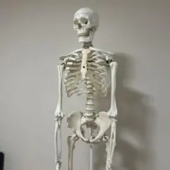 2026年最新】3b scientificの人気アイテム - メルカリ