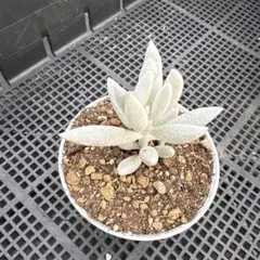 もえこ様 リクエスト 2点 まとめ商品