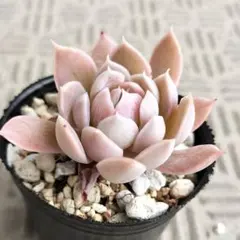 2026年最新】ミックスベリアの人気アイテム - メルカリ