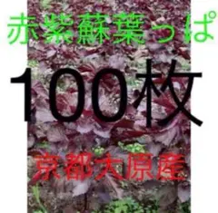 赤紫蘇のサムネイル