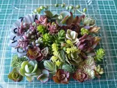 5.多肉植物　寄せ植えセット　セダムカット苗セット　パープルヘイズのサムネイル